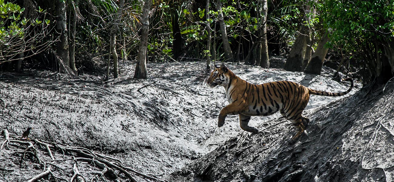 Offbeat Sundarban travel package